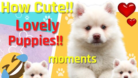 Cute animals🐶💗The best Lovely puppies moments on camara💗Preciosos perros🐶💗Ternura y Diversion🐶💗