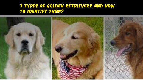 3 Types of Golden Retrievers and How to Identify Them?