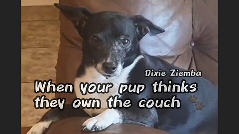 When your pup thinks they own the couch 🐾