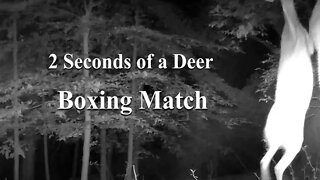 Deer Boxing each other