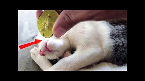 Best Funny Animals Video 2022 - Newest Cats😹 and Dogs🐶 Videos of the Week! #75