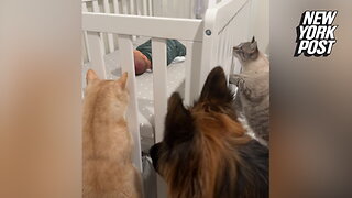 Dogs and cats inspect newborn baby for the first time