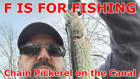 Chain Pickerel on the Canal