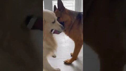 German Shepherd and Golden Retriever compete for toys 🐕 #shorts