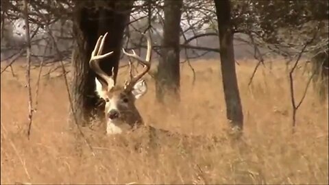 Kansas Whitetail Deer - Nice Bucks and Does Too