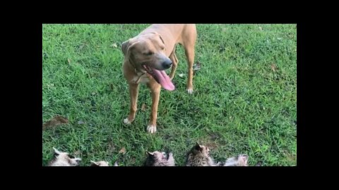 Mountain Cur Raccoon Hunting