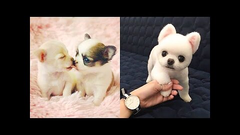 Baby Dogs - Cute and Funny Dog Videos competition #5