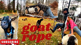 Farm chores turn into a goat rope!