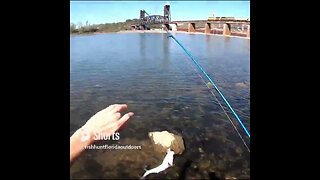 White Bass on the Tennessee River