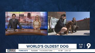 Meet Bobi the world's oldest living dog