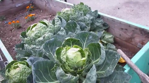 Final Garden Update 2019 French Biointensive Organic Raised Bed Garden