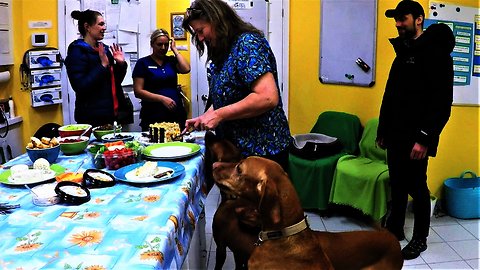 Veterinary clinic throws emotional goodbye party for three beloved dogs