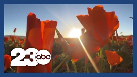 People flock to Antelope Valley for poppy superbloom