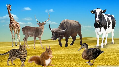 Animal sounds cow, cat, monkey, chicken, horse, sheep, elephant, goat, pig