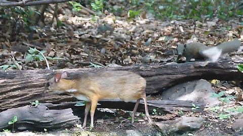 Timid Lesser Mouse-Deer Caught On Camera Drinking From Waterhole