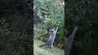 RACCOON Checking Out The CHOKECHERRY Bush!!!