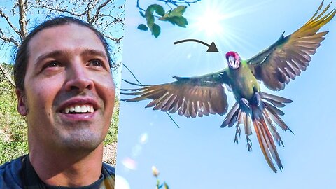 A rare wild encounter with Military Macaws in México (Wildlife Photography)