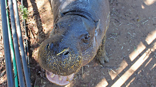 Hannah the happy hippo enjoys life after her rescue from the exotic pet trade