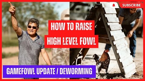 How To RAISE High Level FOWL Pt.2 / Deworming GAMEFOWL