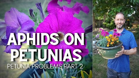 🐛 Aphids on Petunias (Petunia Problems, part 2) - #Shorts 🐛