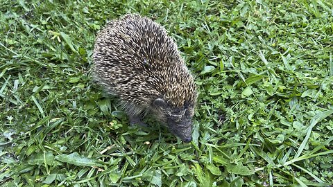 Hedgehog