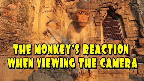 THE MONKEY'S REACTION WHEN VIEWING THE CAMERA