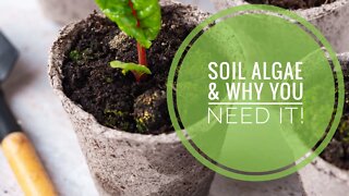 THE MOST VALUABLE SOIL MICROBE NOBODY TALKS ABOUT. SOIL ALGAES ROLE IN THE WEB | Gardening in Canada