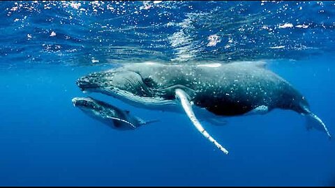 The humpback whale giving birth 🐋🐳