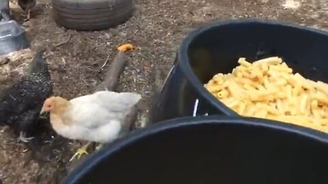 Kraft Macaroni & Cheese (Cauliflower Pasta)...eaten by Chickens.