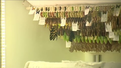 Your family can help the Butterfly Pavilion monitor butterflies in our state