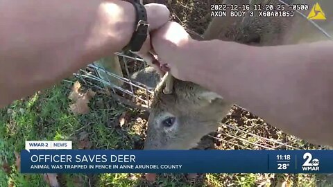 Anne Arundel officer frees deer who got antlers stuck in fence