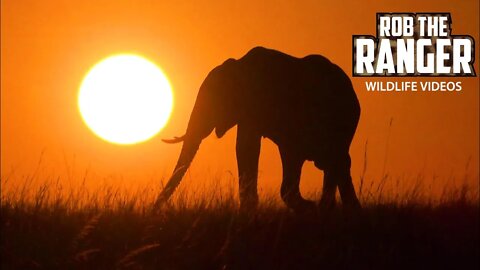 Elephant Sunrise | Epic Maasai Mara Safari Scene | Zebra Plains