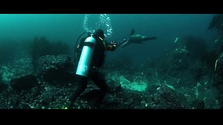 Fight with fish by swimming underwater