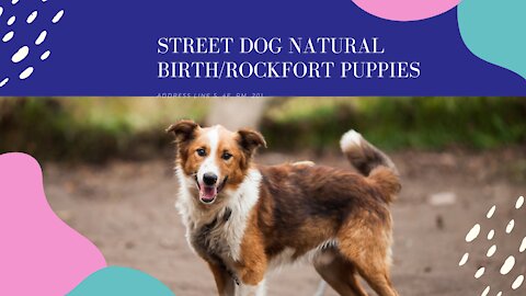 Street Dog Natural Birth/Rockfort puppies
