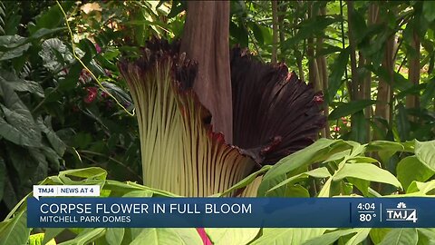 Rare flower, and its stink, draw massive crowds to Mitchell Park Domes