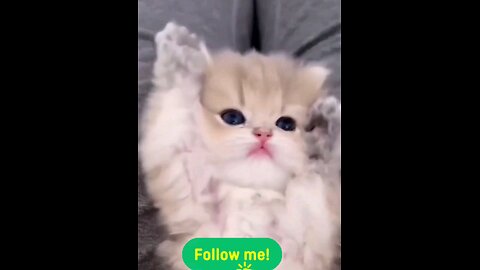 so#cute_#kitty_piu_#piu🙈🐾🙀