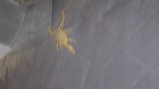 Death stalker scorpion