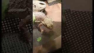 Pet lizard having a munch