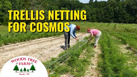 Growing Cosmos - Support With Trellis Netting