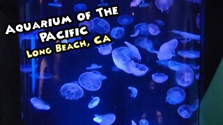 Aquarium of the Pacific In Long Beach 2021