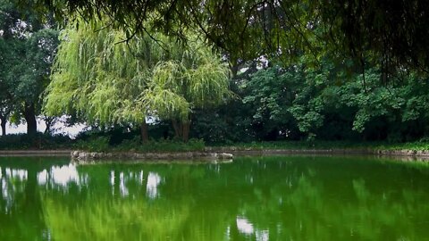 Relaxing sound of gentle rain on a calm green colored pond in a park