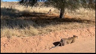 The cheetah does a very elaborate hunt
