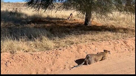 The cheetah does a very elaborate hunt