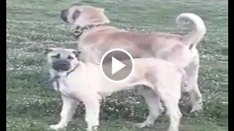 Anatolian Shepherd Dogs