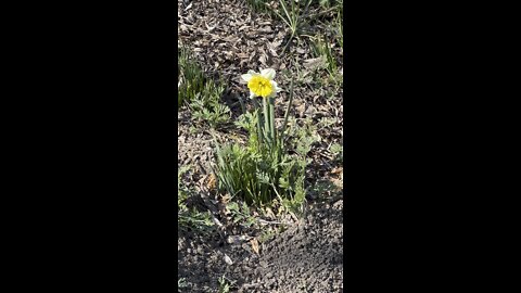 Sun Burst Daffodil