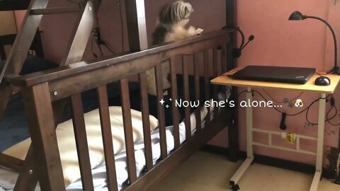 Cleaning My Room with my Shih Tzu Puppy🧹