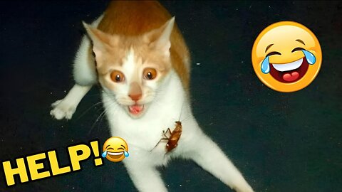 Funny Animals 2024 😂 Cute Cat And Dog Funny Videos 😸 Part 60