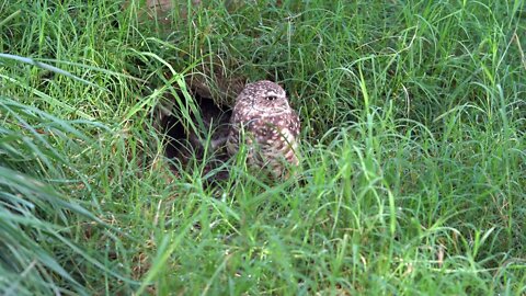 CatTV: Take Your Cat to The Living Desert Zoo and Garden in Palm Springs - Burrowing Owl