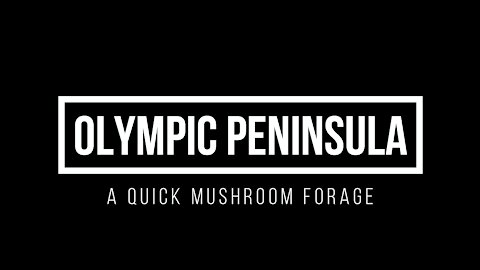 |4k| Finding Chanterelles & Cauliflower Mushrooms foraging Olympic Peninsula