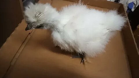 Silkie chick waiting to go to bed 25th July 2021